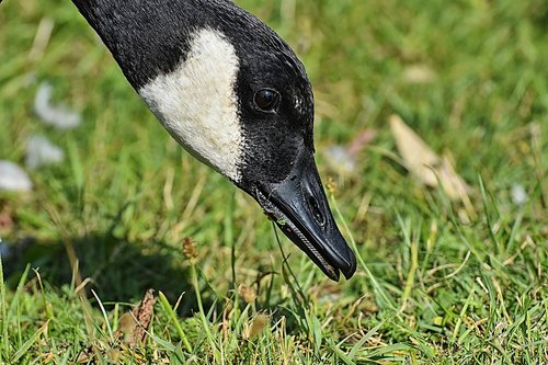 canada goose  branta canadensis  wild bird