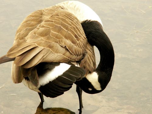 canada goose goose water bird