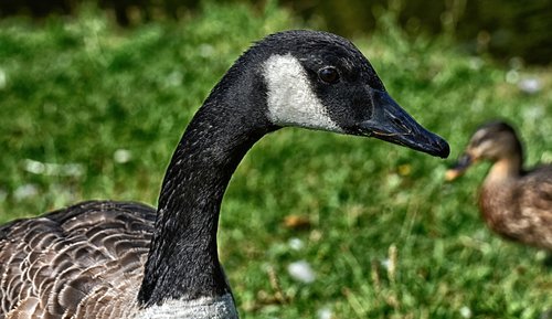 canada goose  branta canadensis  wild bird