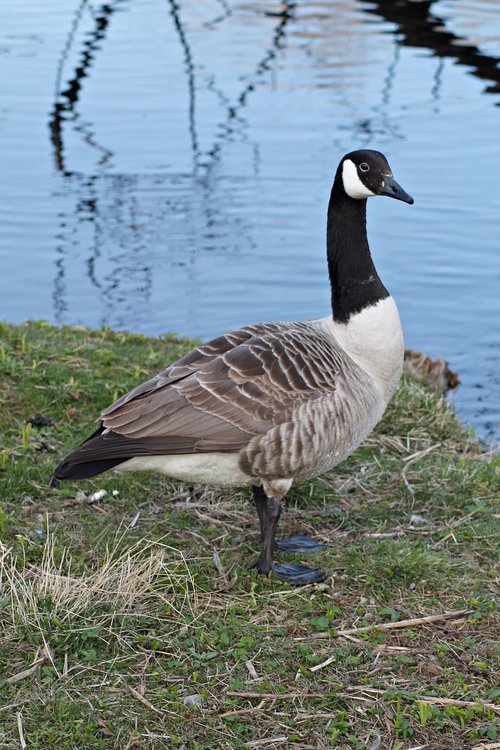 canada goose  goose  geese