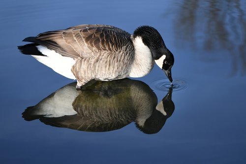 canada goose  goose  water