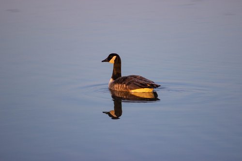 canada goose  canadian goose  bird on water