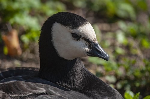 canada goose  waterfowl  animal