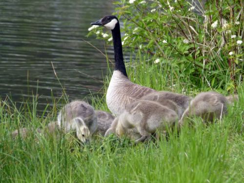 canada goose chicks young geese