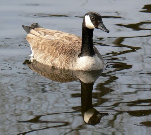 canada goose swimming bird