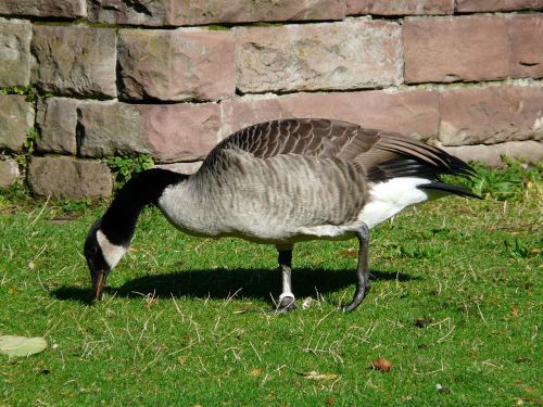 canada goose branta canadensis goose