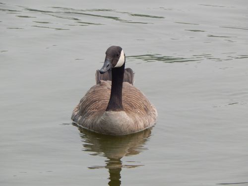 canada goose waterfowl nature