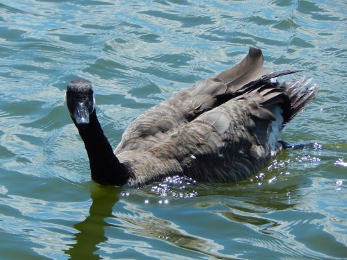 canada goose waterfowl bird