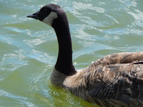 canada goose waterfowl lake