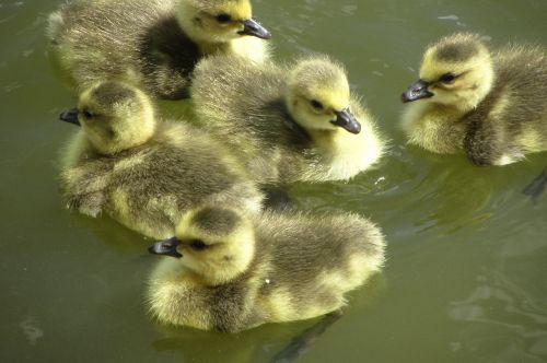canada goose-chick fluffy gosling