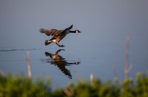 canada goose landing on lake  lake  goose