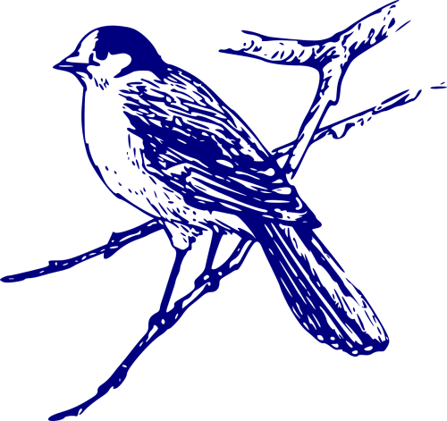 canada jay blue bird