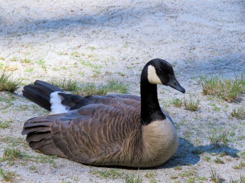 Canadian Duck 2