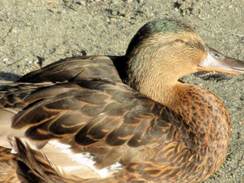 Canadian Duck 3