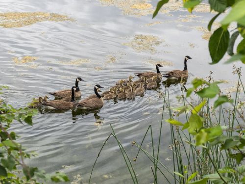 canadian geese family chicks
