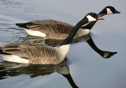 canadian geese pair two