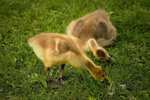 canadian geese goslings birds babies