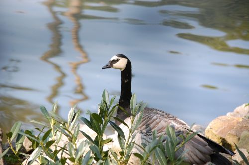 canadian goose pond flowers