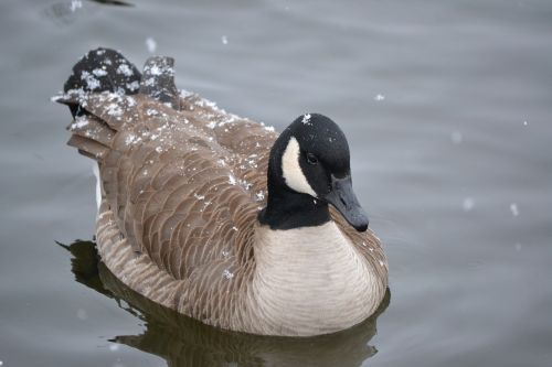 canadian goose goose water