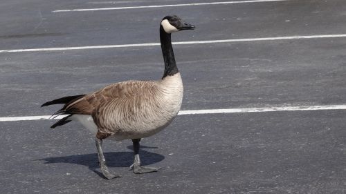 canadian goose goose walking