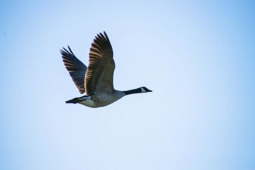 canadian goose in flight goose