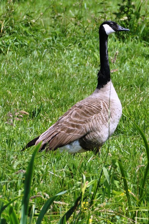 canadian goose  goose  pasture