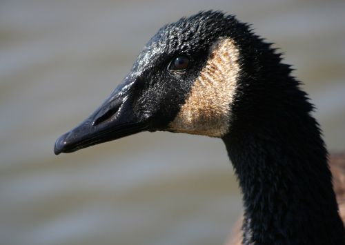 canadian goose close up head