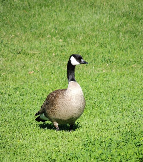 canadian snow goose goose grass