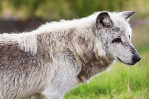 canadian timber wolf animal wolf