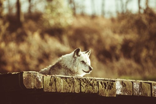 canadian timber wolf  wolf  resting