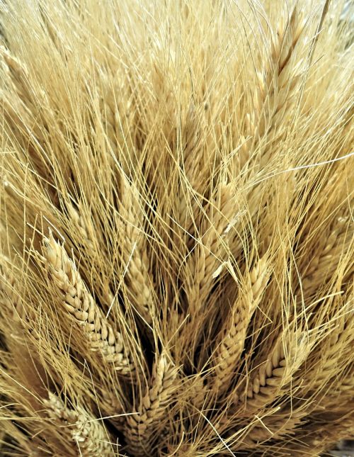 canadian wheat golden grain