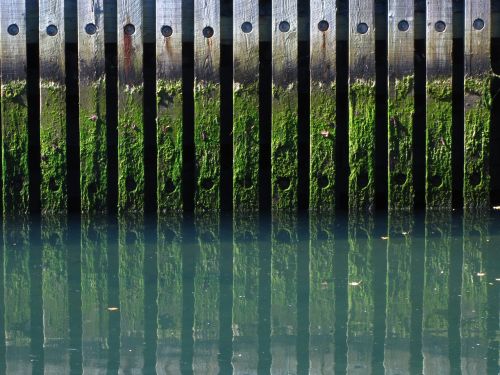 canal algae dock