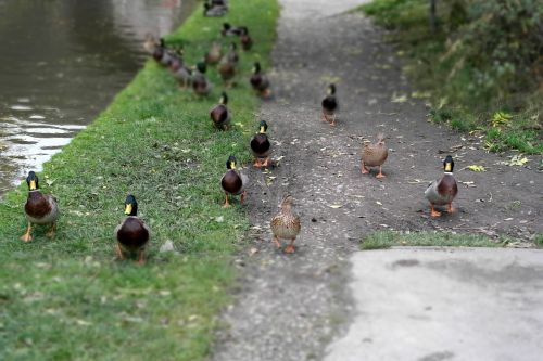 canal ducks walk