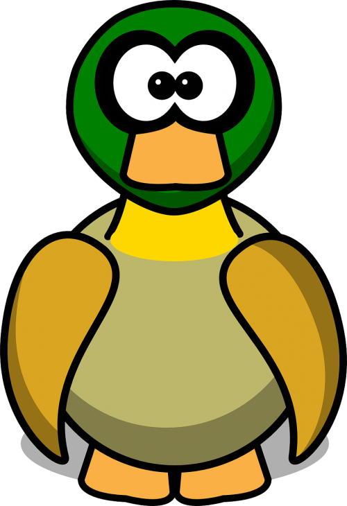 canard duck bird