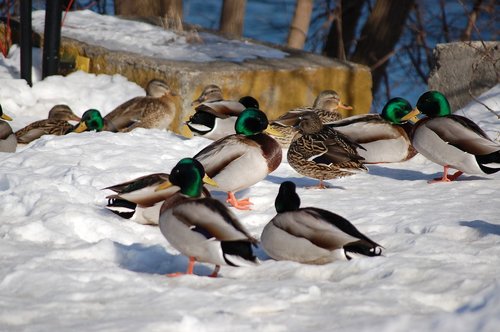 canard  duck  winter