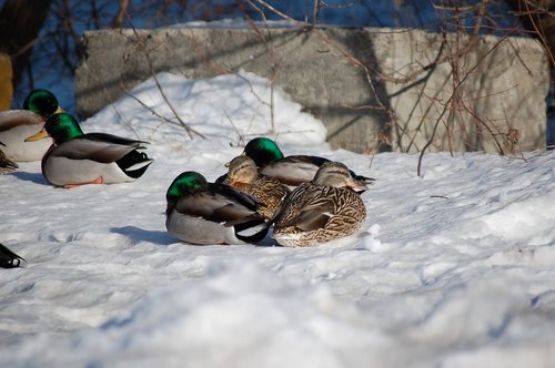 canard  duck  winter