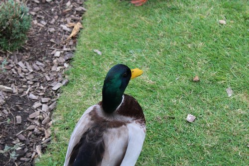 canard  nature  animal