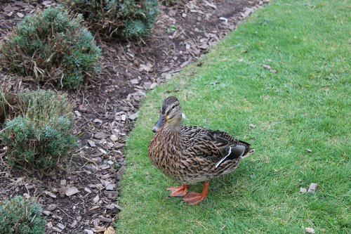 canard  nature  animal