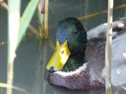 Duck Green Collar