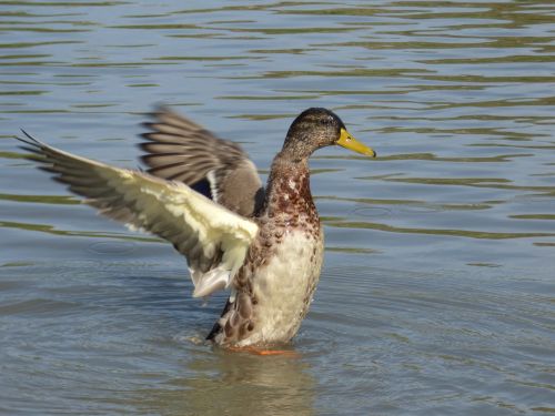 Duck Green Collar