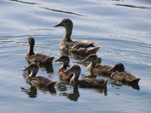 Duck And Duckling