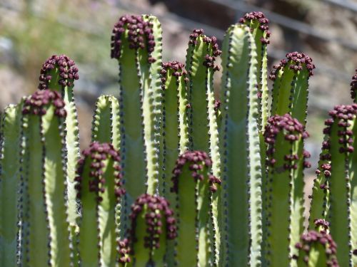 canarian spurge plant euphorbia canariensis