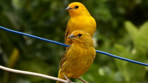 canaries tropical birds bird