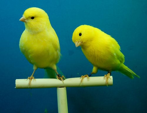 canaries yellow aviary