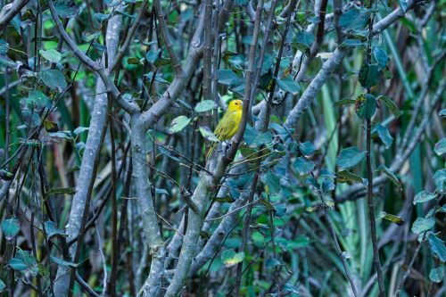 canarinho bird nature