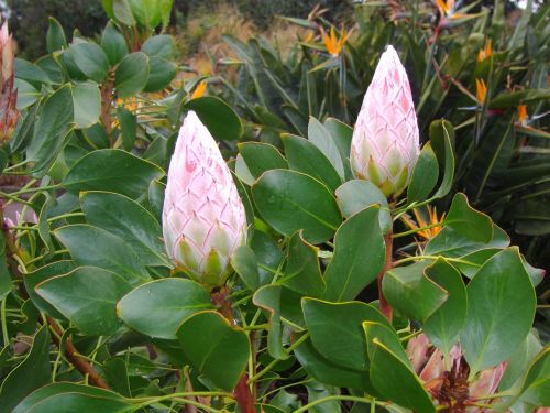 canary flower pods