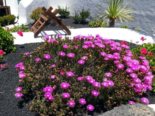 canary parterre sedum