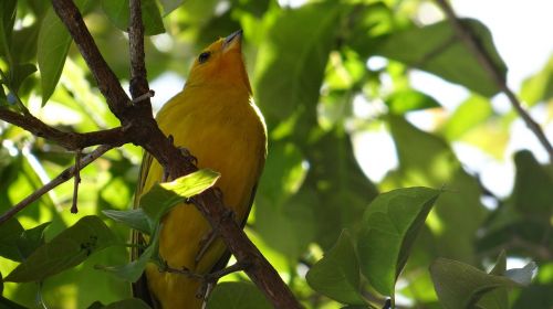canary bird tropical birds
