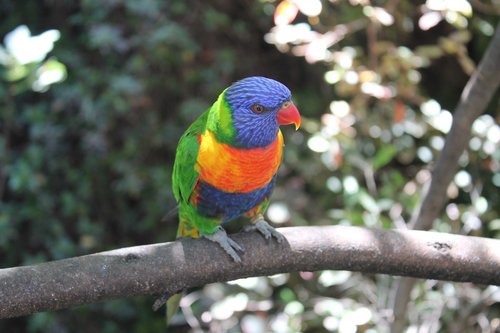 canary  lori  parrot