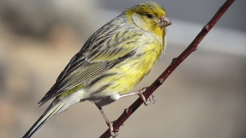 canary  atlantic canary  tenerife